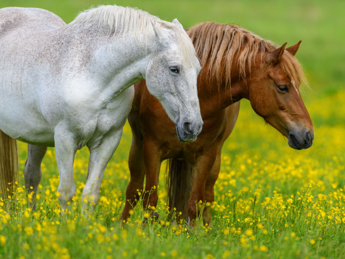 قرارداد خرید و فروش اسب